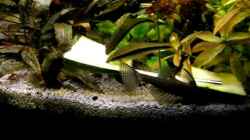 Video Erwachsene Antennenwelse 15-17cm von Fossybear (vYm8rakyAZ4)