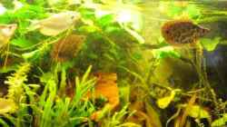 Video leopard Buschfische von Der Buschfisch (vbnPK9iX1G4)