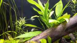 Video Hypessobrycon elachys  von Fichte (vjLa-c2VYdk)