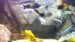 Video Petrochromis von Dynnarts (vor5d4uyXIk)