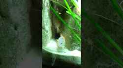 Video Labeotropheus Schabenmaul bei der Eiablage von Simtalus (w4v_Y4OQcGA)