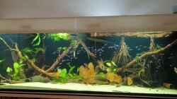 Video Cuipeua F1 von Metaphor (w8-X_nZugtQ)