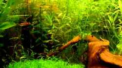 Video Aquarium 150x50x50 von qmman (wYnhewoI94k)