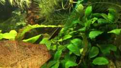 Video Pelvicachromis sacrimontis RED - Kindergarten-Ausflug von Helga Kury (wZbNL5do2mg)