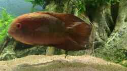 Video Geophagus  von JonnyGranato (wqQCDBm-6vo)