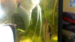 Video Skalareneltern von mischling12 (x0Ai3kIPToE)