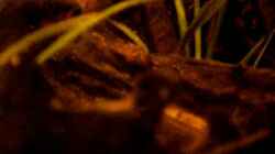 Video Pelvicachromis taeniatus von Benjamin Hamann (xNeP5CoEh5o)