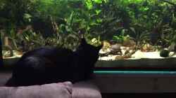 Video Katzenkino von Botia (x_f3jIXQA-o)