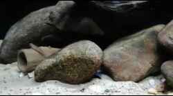 Video Komplettes Aquarium am 4.2.2020 von Fichte (xdNYxBi7fhU)