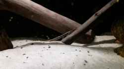 Video Farlowella acus  von Fichte (xkHcliDEDwk)