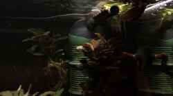 Video 30.11.2020 Trichogaster chuna Männchen versucht sein Weibchen unter das Schaumnest zu locken von herkla (yBwwgOzDc3c)
