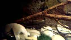 Video Das Becken - First Impression von Florian Bandhauer (ycogsLkSR3A)