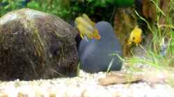 Video Balz A. nijenssi Zweiter Tag von Acki50 (yeRrFKGSuSY)