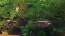 Video Pelvicachromis sacrimontis RED Dreamcolor  von Helga Kury (yfzn4zEF5N0)