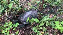 Video Rotwangenschildkröte Sieri bei der Eiablage von Helga Kury (yxTgrJ3ypEI)