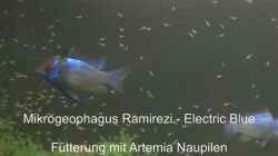 Video Mikrogeophagus Ramirezi - Electric Blue ; Baby Fütterung von coachdriver_uwe (zMBOKfZv0OE)