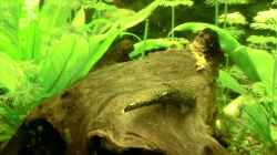 Video Einblick 1 von . (zWeQRA-D-Dk)