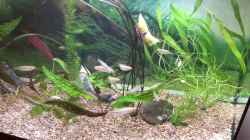 Video Melanotaenia mamahensis Fütterung von Helga Kury (z_iNis9TEKA)