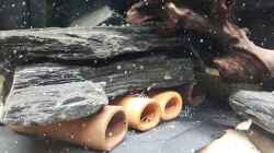 Video Zebras in allen Größen von Thomas De Vries (zhv1ZqUtBfk)