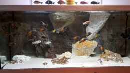 Video Tropheus von A. Schmidt (--F0feiRC7A)