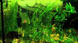 Video Tigers, Dragons & Snakeheads V.2 von stomar6 (--wHA0Niecs)