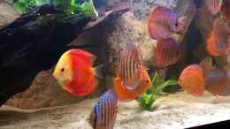 Video Diskus von Hippopotan (-0zCC-kjjFY)