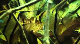 Video Nachwuchs!! von Laura (-CnJVydwd-c)