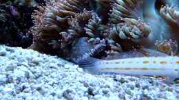 Video Valenciennea puellaris von Stephan Ascher (-Kbvl0O19Xc)