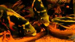 Video Astronotus sp. "Bahia Red" - Trouble in Paradies von GGuardiaNN (-NsaVsIgAm8)