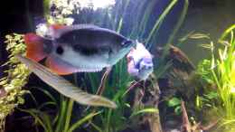 Video Kuno`s Traum Teil 2 von Fishers Friend (-WiASIFwKCc)