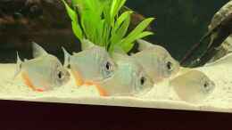 Video Tetragonopterus argenteus von ehemaliger User (-a11mrZMRI0)