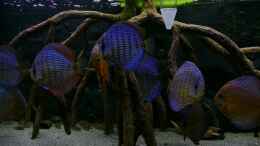 Video Gesamtansicht des Beckens von Pirarucu (-fSxgZVv0_o)