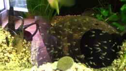 Video Video von Einrichtungsbeispiele.de von ehemaliger User (-mV4IbTnrAE)