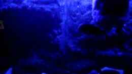 Video Tropheus von ehemaliger User (-olIsBr7rro)