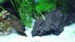 Video 250Liter Corydoras Becken neueingerichtet von Nico (-owpOoqtAVk)