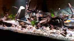 Video Paraneetroplus argenteus von Leo-FAN (-p9vblJ7yZE)