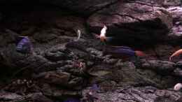 Video Sie sind schon ganz schön gewachsen von Purki (-p_ox4am8ZU)