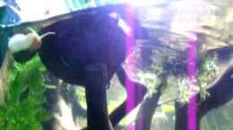 Video Guppybach 2 von schnitzler (00XoJyYFZeQ)