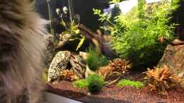 Video Lebendfutter? von ehemaliger User (08oKOVjv4zQ)