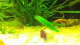 Video Mein Aquarium von Artur Hoffmann (09EIsVXeAgQ)