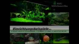 Video Die Aquaristikcomunity von .uschi (0A6aHQY3thI)