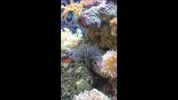 Video Röhrenwürmer (bispira Viola) von Steven Liebe (0HeEjzumrtk)