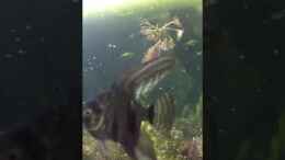 Video Villavicenciozwergbuntbarsch weiblich von parrots-of-fire.de (0J2Msrwzg24)