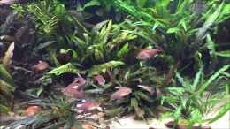 Video 2o18 von Botia (0K8VpC6Y0Xs)