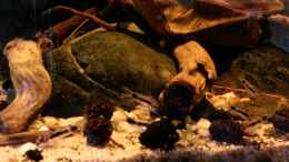 Video C habrosus von Jemafa (0LYSaUYkiAk)