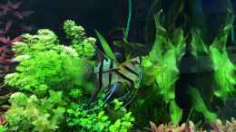 Video Skalare beim Laichen von Aerbsli (0PLoj8BH-yc)