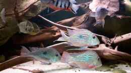 Video Geophagus sveni von ehemaliger User (0QPPy83x8HY)