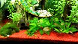 Video Vor dem Füttern von Hobbl (0TeSMrerczU)