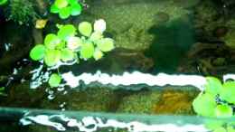 Video Guppybach 1 von schnitzler (0TiAPZBprFU)