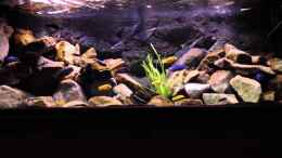 Video Tageslichtsimulator 2012 RGB WW von Green Zebra (0_glNMRRvRI)